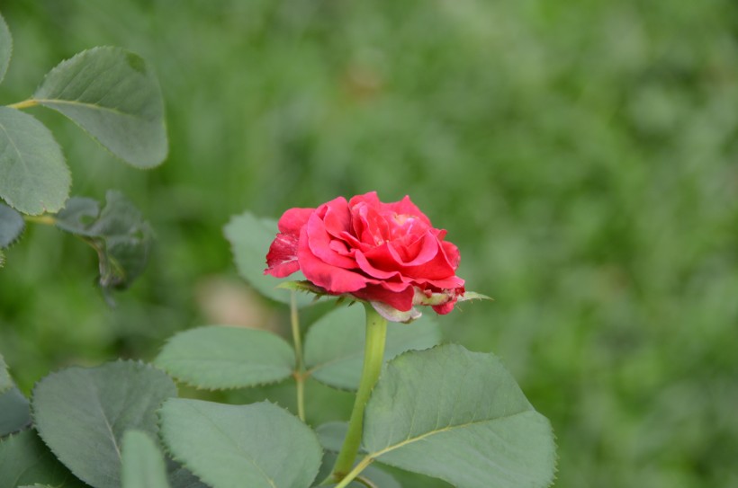 生命力旺盛的月季花图片