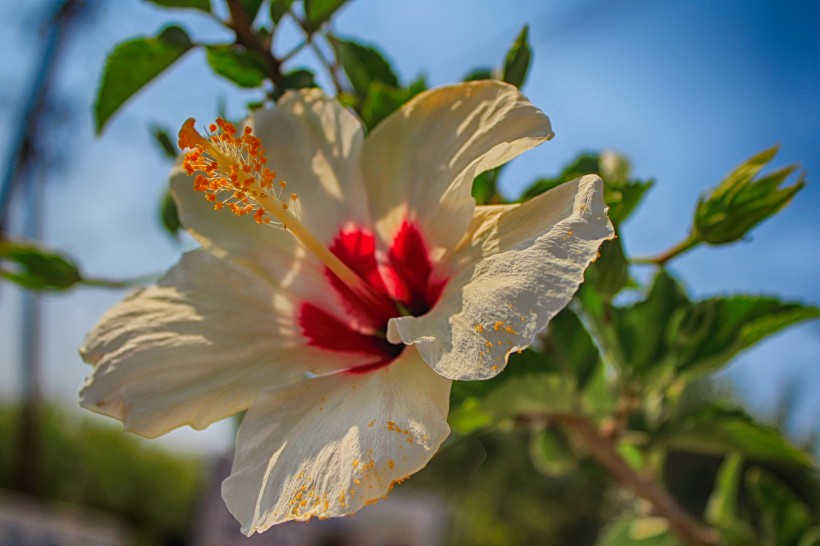 五颜六色娇柔的芙蓉花图片