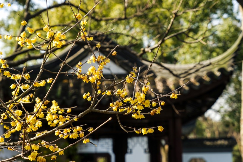 黄色和粉色腊梅花图片