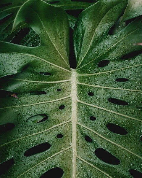 茂盛的绿色龟背竹图片