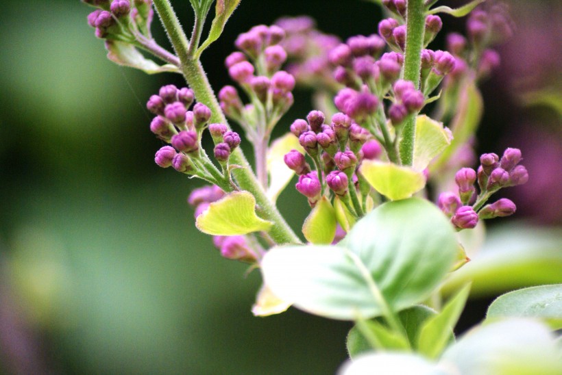 各种颜色的丁香花图片