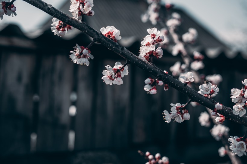 枝头热烈绽放的桃花图片