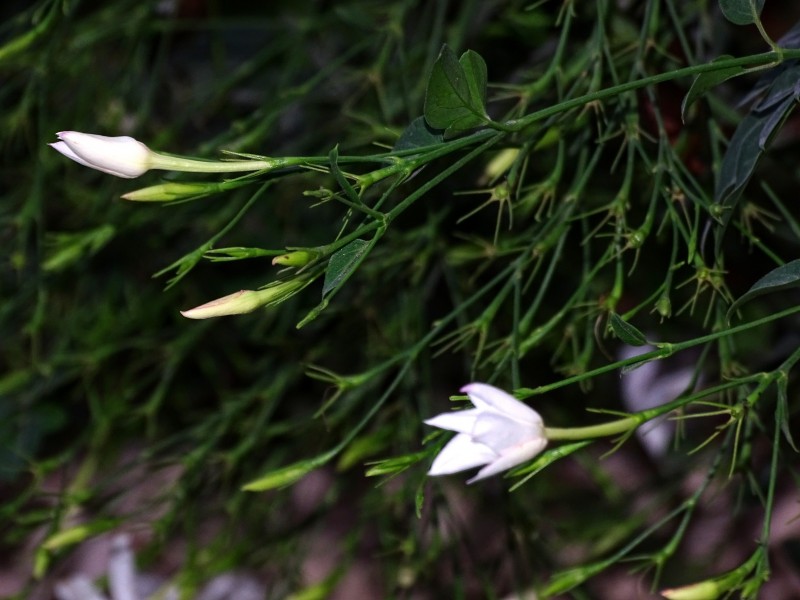 清新淡雅的茉莉花图片