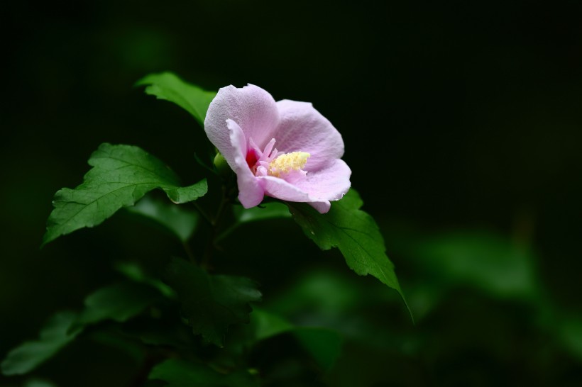 木槿花图片