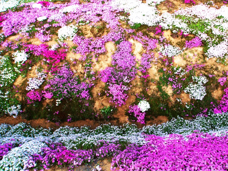 五彩斑斓的花海图片