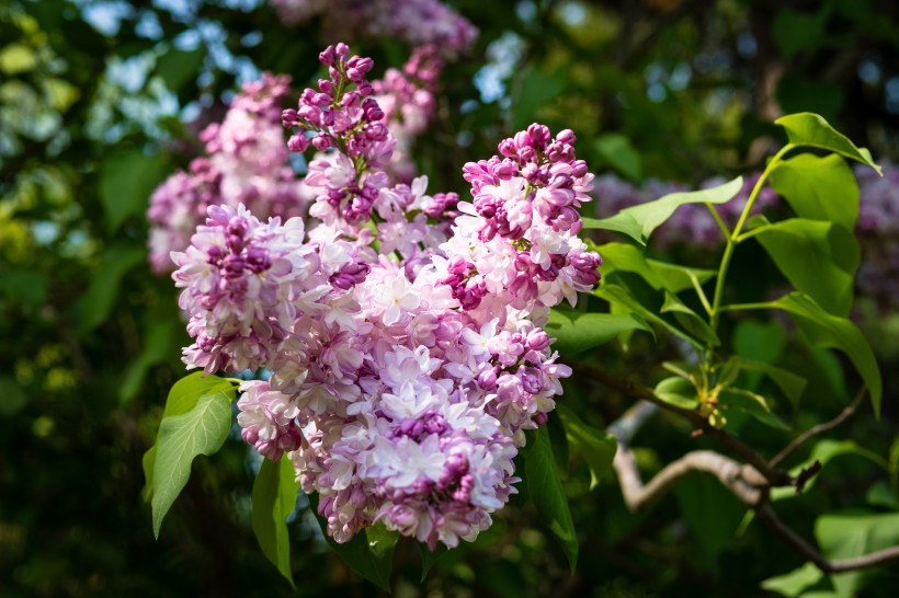 淡雅唯美的丁香花图片