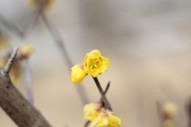 鹅黄色的腊梅花图片(14张)