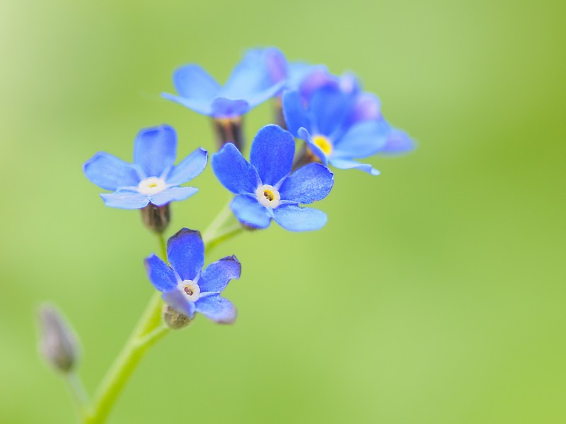 蓝色勿忘我鲜花图片