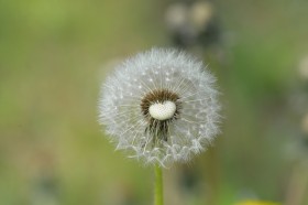 好看的蒲公英图片(14张)