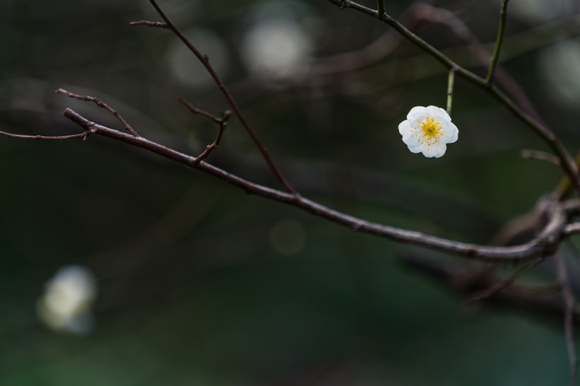 热闹开放的梅花图片