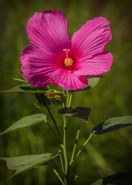 各种颜色的芙蓉花图片