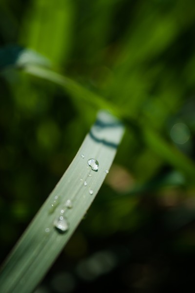 植物叶子上的水珠图片