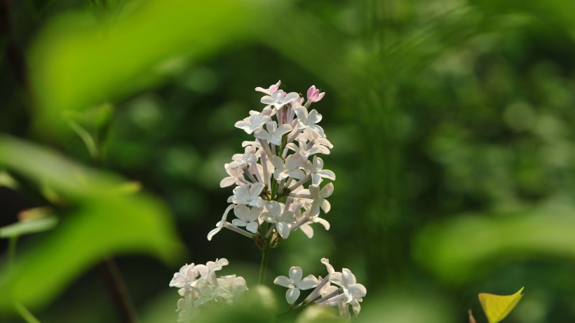 让人心情舒畅的丁香花图片