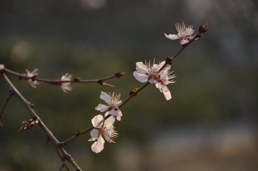 各种颜色有独特韵味的梅花图片