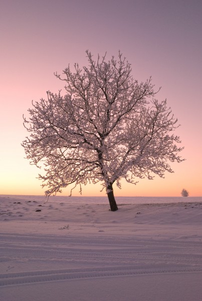 冬日里的雪树的特写图片