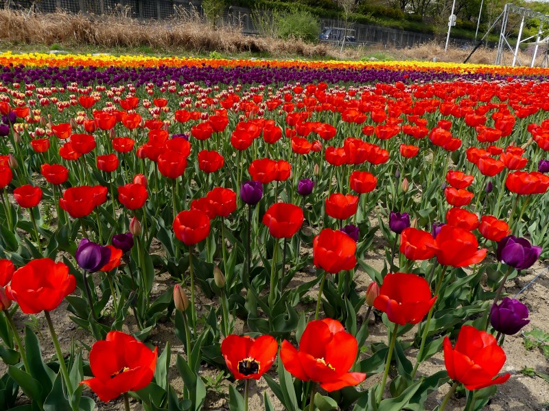 色彩缤纷的郁金香花图片