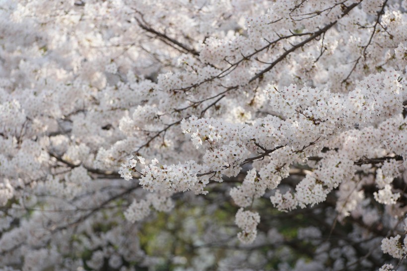 洁白似雪的樱花图片