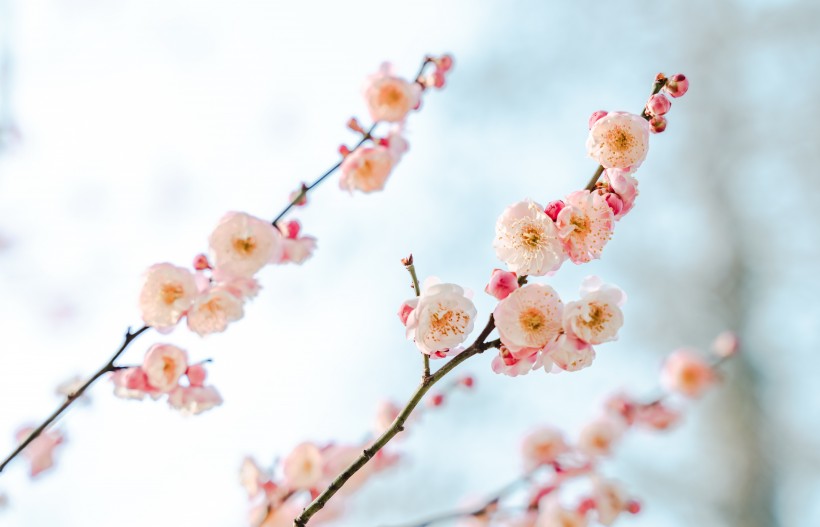 傲雪凌霜有气节的梅花图片