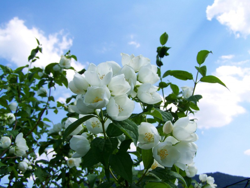 清新淡雅的茉莉花图片