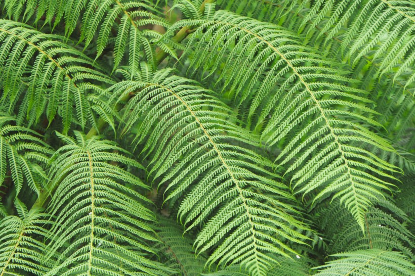 野生绿色蕨类植物图片