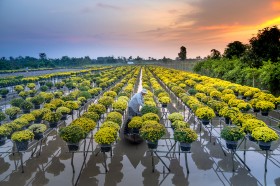 水上花圃图片(10张)