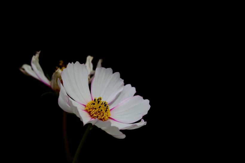 淡雅的格桑花图片