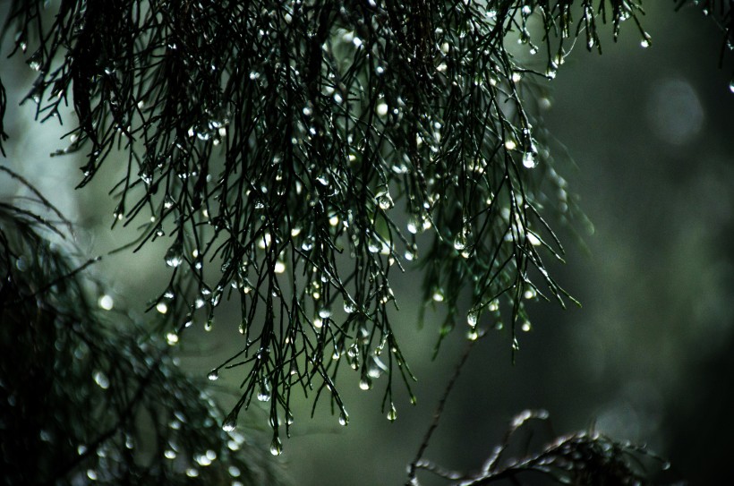 植物上的水珠图片