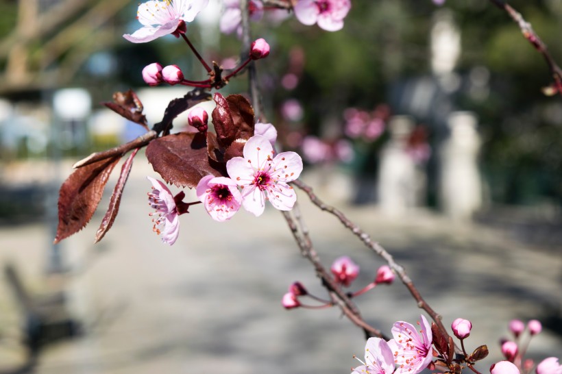 枝头热烈绽放的桃花图片