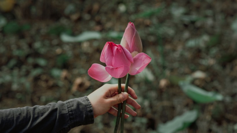 手上的鲜花和花瓣图片