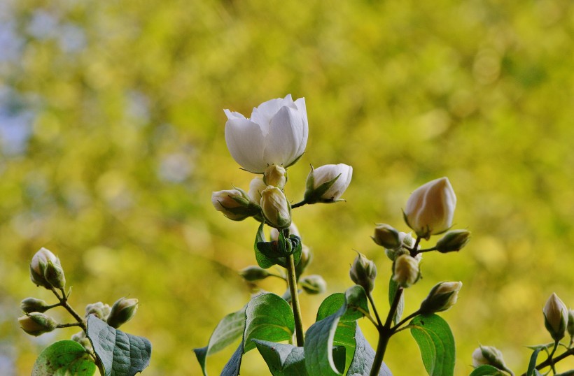 清新淡雅的茉莉花图片