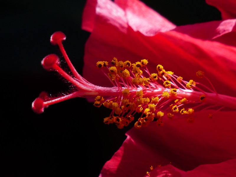 各种颜色的芙蓉花图片