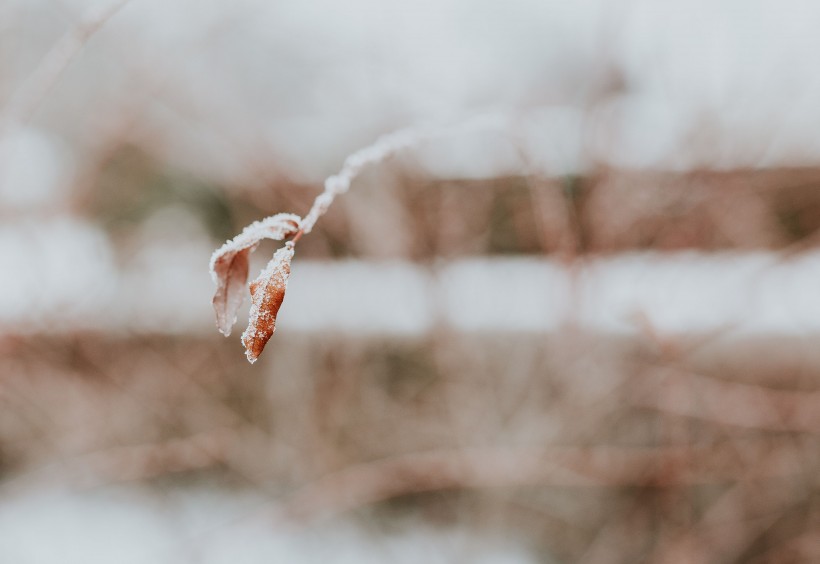 雪树的特写图片