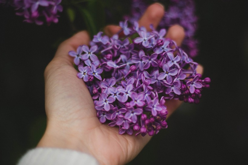 美丽的丁香花图片