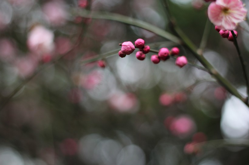 红梅花骨朵图片