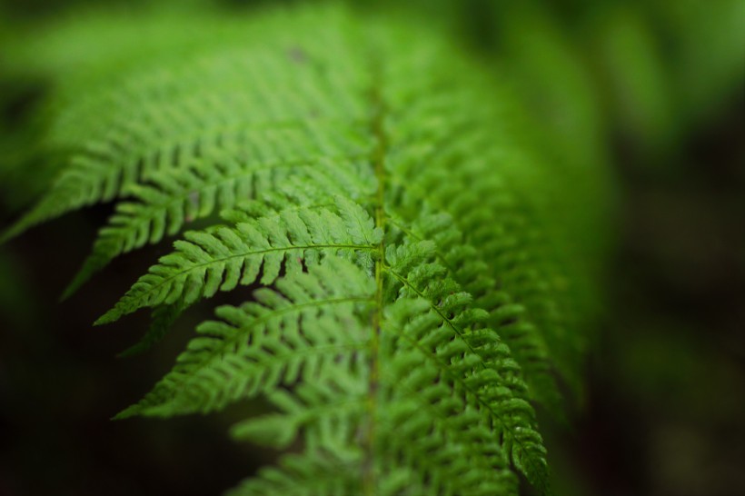 野生绿色蕨类植物图片