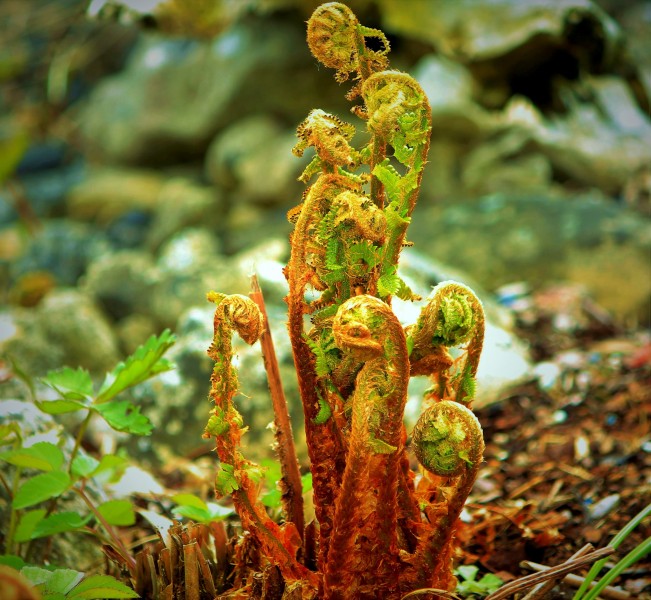 绿色蕨类植物图片