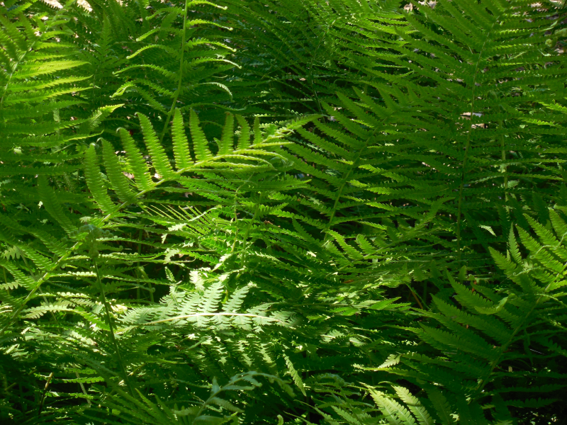 野生绿色蕨类植物图片