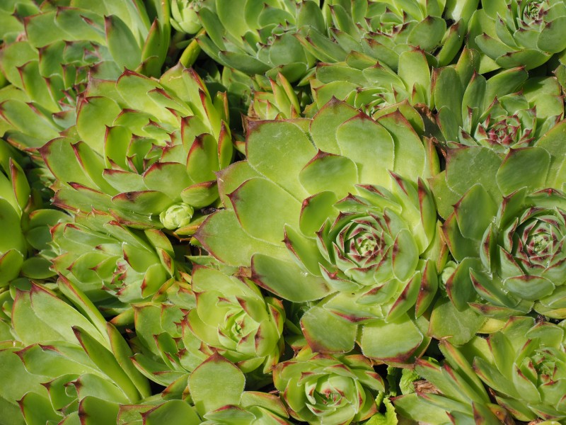 多肉植物特写图片