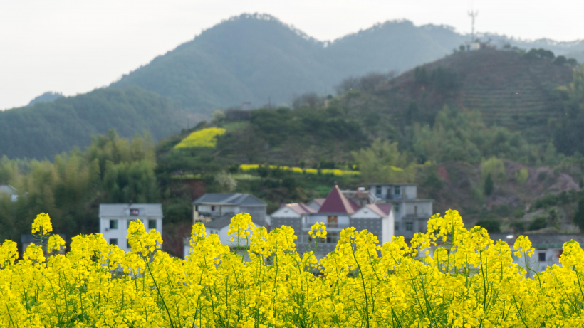 黄灿灿的油菜花田风景图片