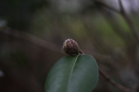 山茶花的花骨朵图片(11张)