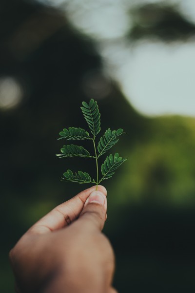 绿色的植物叶片图片