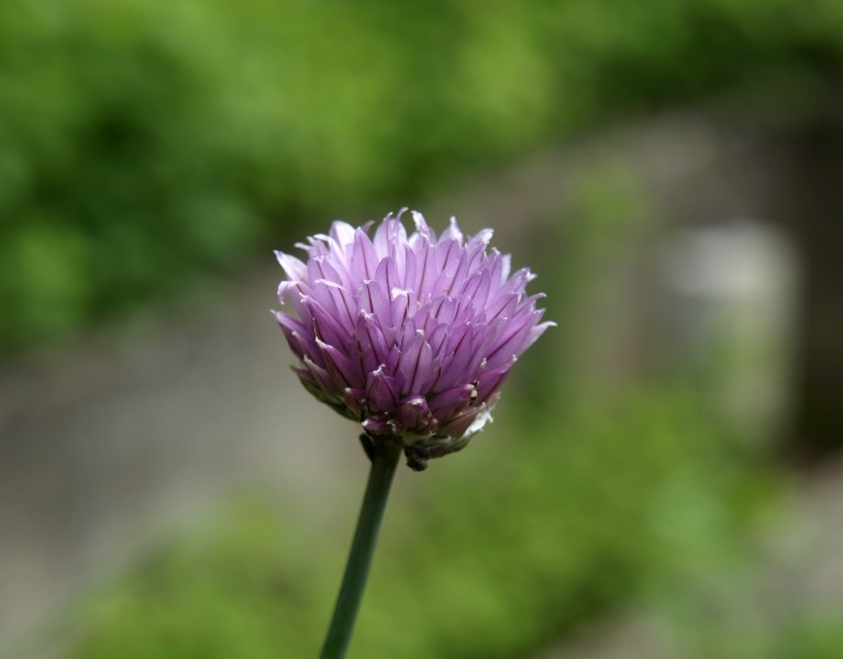 紫色的韭菜花图片