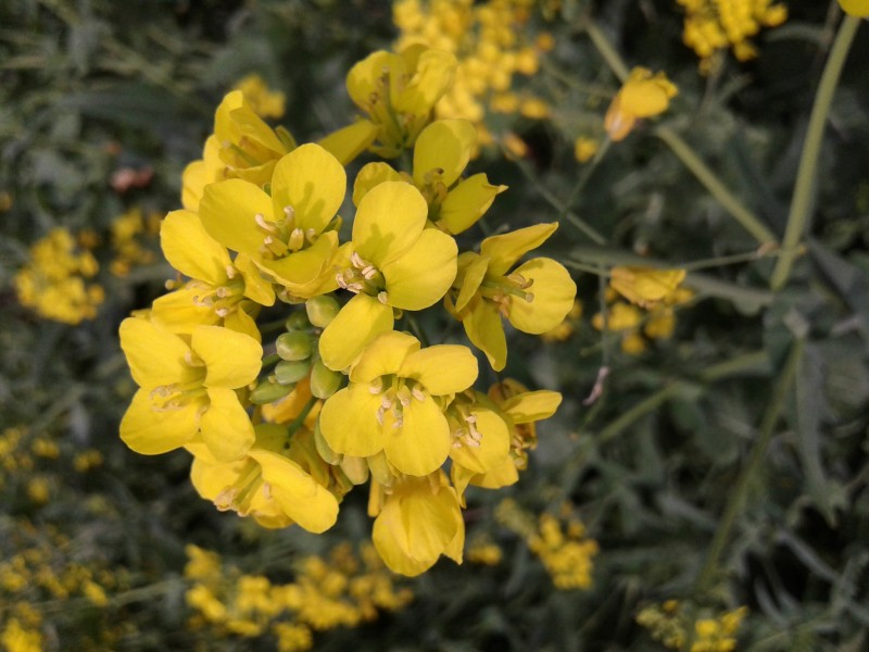 金黄的油菜花特写图片