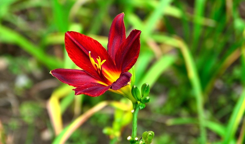 萱草花图片