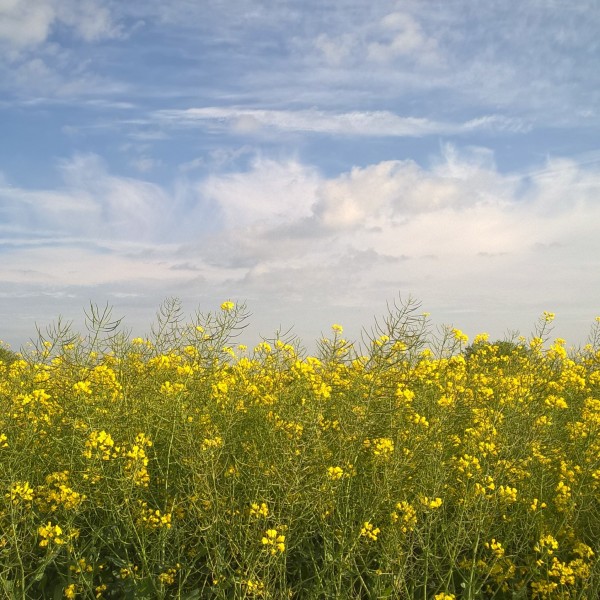 金黄色的油菜花田图片