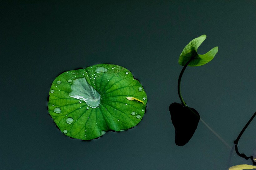 雨后池塘中的荷叶图片