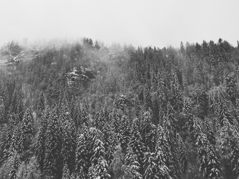 美丽的雪松图片