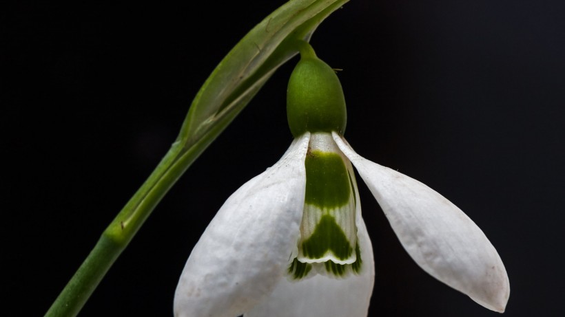 纯洁梦幻的雪花莲图片