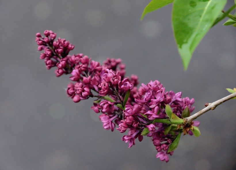 浓烈绽放的紫色丁香花图片