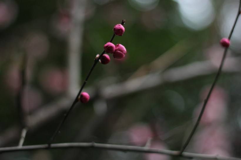 红梅花骨朵图片